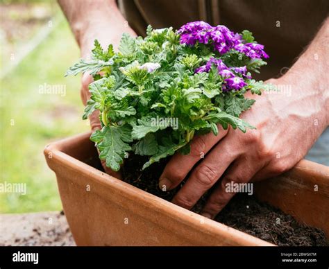 Gardener planting trailing verbena flowers in a terracotta container ...