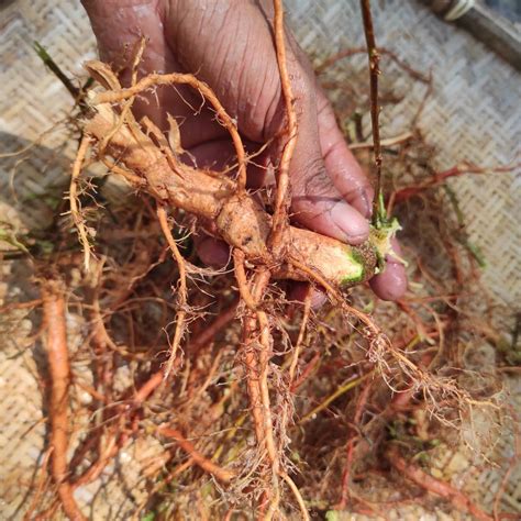 Mimosa Root Buy Mimosa Hostilis Root Bark Powder (500g) | Buy MHRB Now