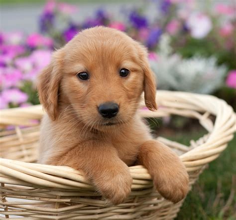 Images Of Golden Retriever Puppies at tanquinnblog Blog