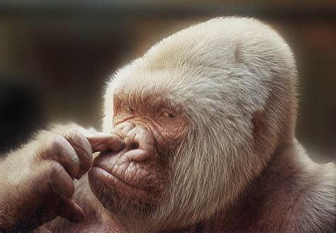 Albino Gorilla 1996 Snowflake Albino Gorilla Poster, 30th Anniversary