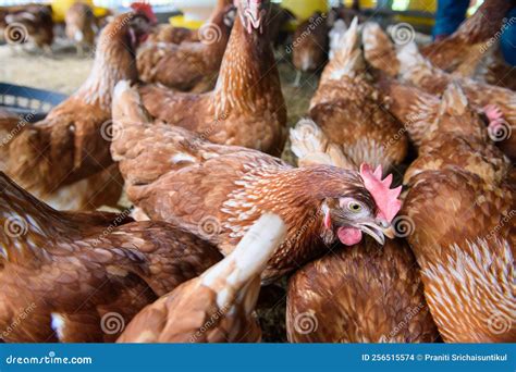 Group of Chickens on the Farm Stock Photo - Image of farm, domestic ...