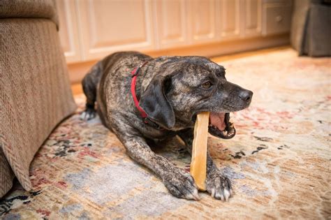 The Safe Dog Chew, Authentic Himalayan Yak Chew: Why Dogs Can't Get ...