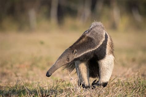 Wild, dangerous & top 10 animals in Ecuador 2025