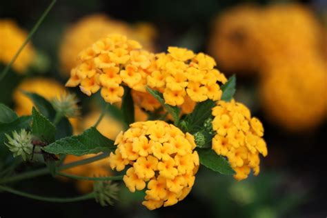 Yellow Lantana Plant
