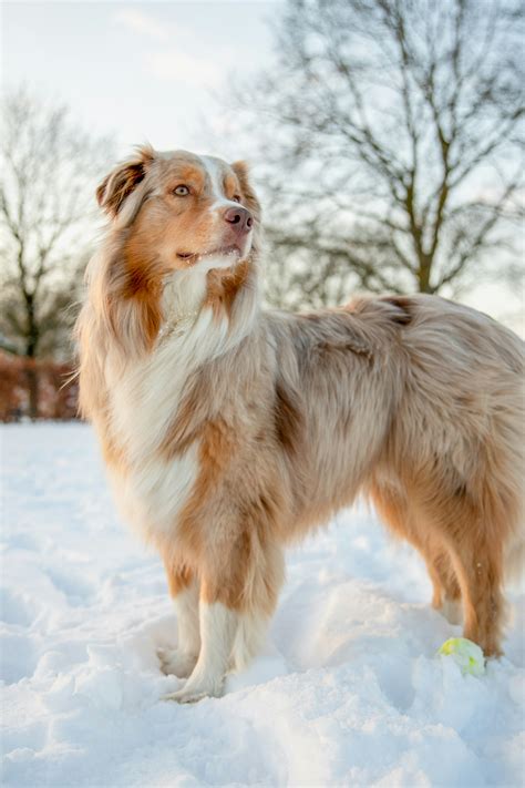 Red Tri Australian Shepherd: Charismatic Canine Guide!