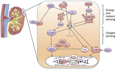 Recommendations for the Management of Rare Kidney Cancers - European Urology