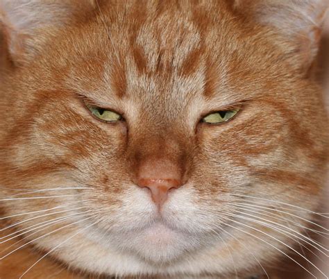 Fat Face Cat Breed at Fred Grant blog