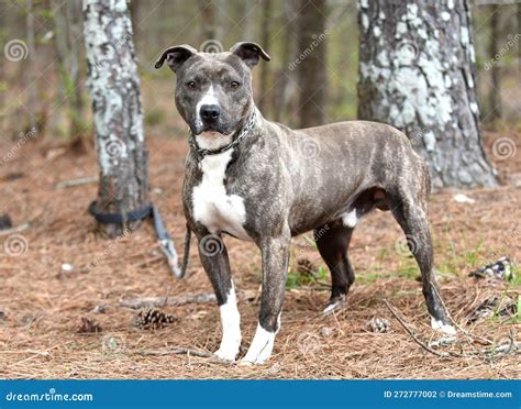 Young Male Brindle and White Pit Bull Terrier Mix Breed Dog Outside on ...