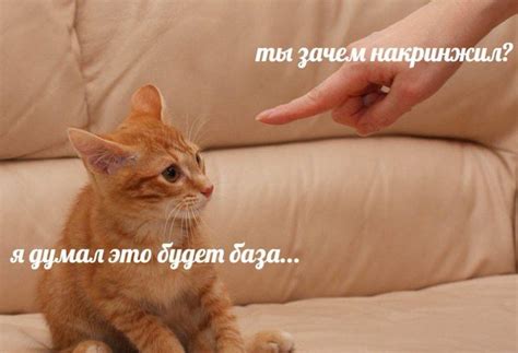 Это база. Что за мем Based? Базированный мем
