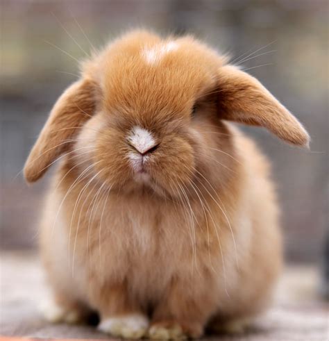 Pictures Of Holland Lop Rabbits at Laura Stanley blog