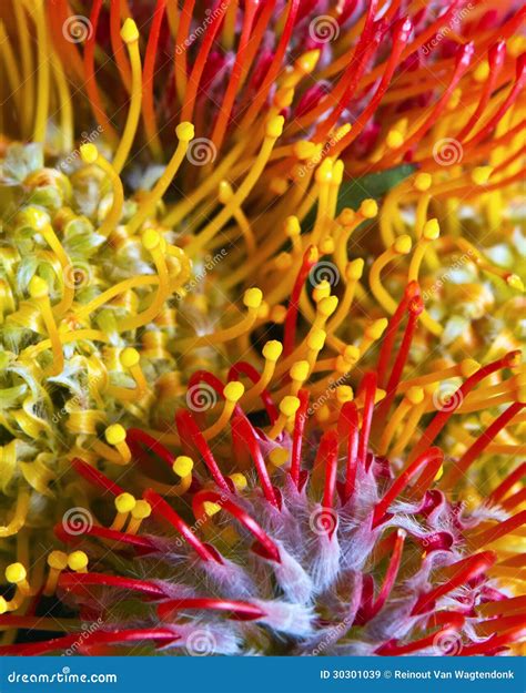 Spiderlegs Onlyfans Nude