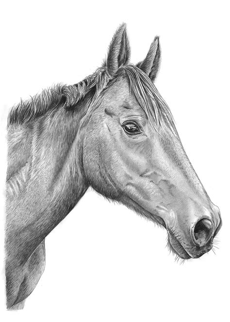 Pencil Drawings Horses Western Pencil Drawings | Tim Cox Fine Art