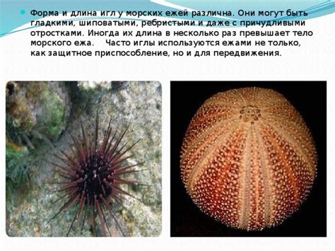 Презентация к уроку "Тип иглокожие"