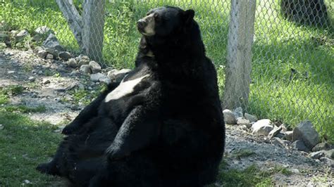 Big fat black bear | Dopple.ai