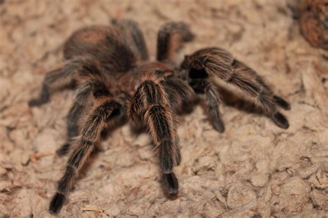 Rose Hair Tarantula