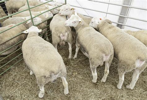 Spanish Sheep in the farm 2944355 Stock Photo at Vecteezy