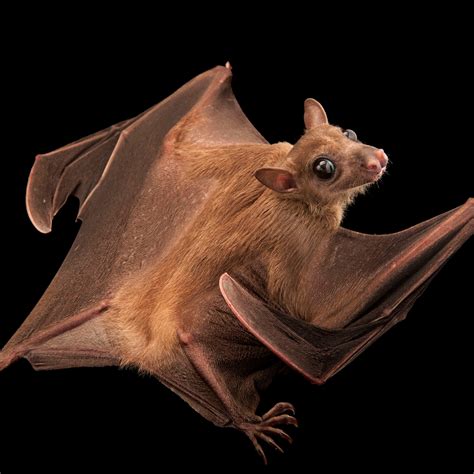 Small Bat Wallpapers - Wallpaper Cave