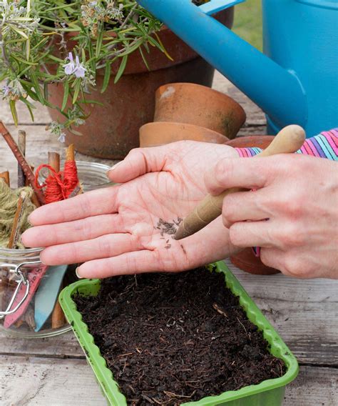 The best soil to start seeds: experts reveal | Homes and Gardens