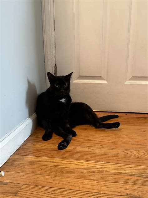 Merle was not paying attention in his “how to cat” classes : r/blackcats