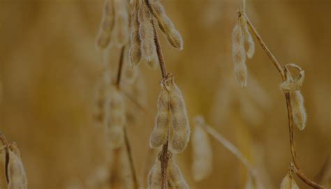 Sd Soybean Processors