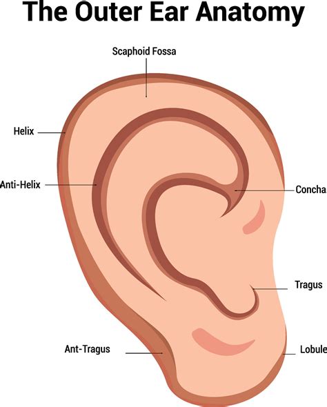 Outer Ear Anatomy Illustration 44781548 Vector Art at Vecteezy