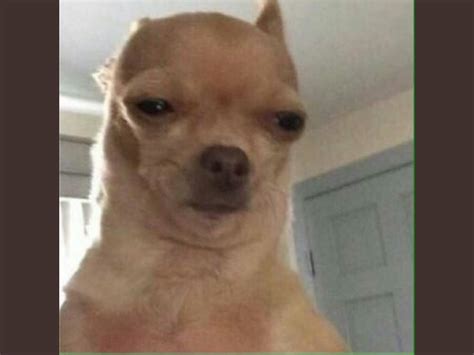 Funny Dog Memes Chihuahua at Rodney Murphy blog