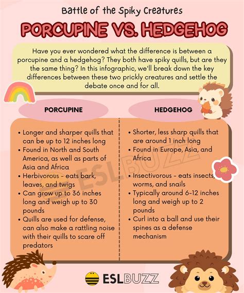 Porcupine vs. Hedgehog: What's the Difference? - ESLBUZZ