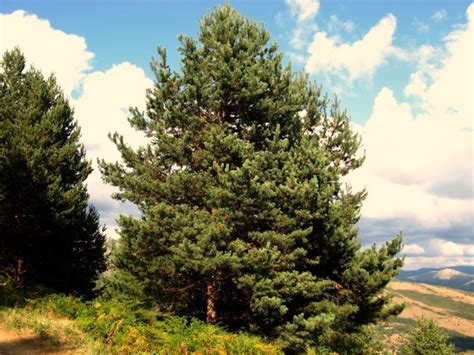 Сосна обыкновенная (Pinus sylvestris L.) - лекарственное, чайное ...