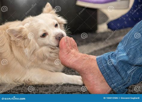 Why Do Dog Lick My Feet at Zane Stirling blog