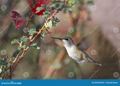 Archilochus Alexandri Hovering Imagen de archivo - Imagen de selva, vuelo: 203294439