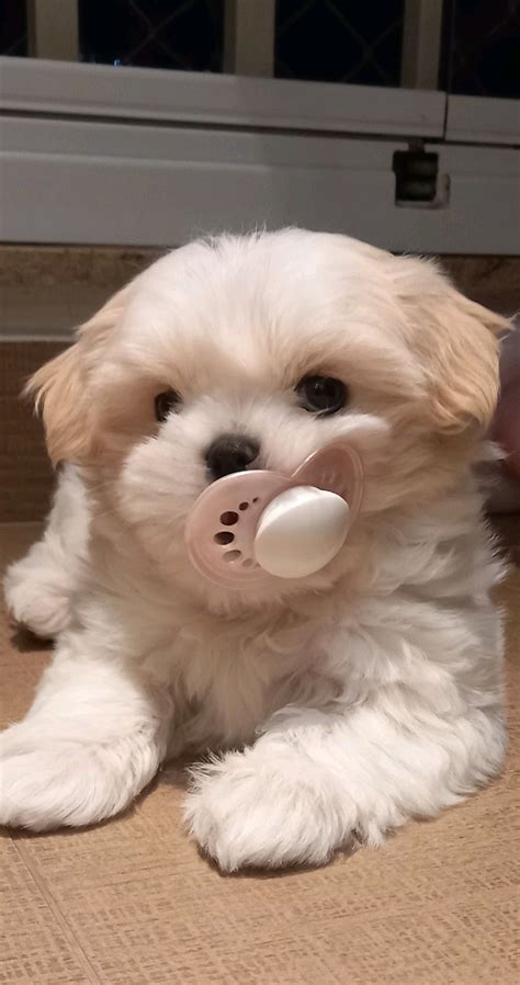 Pin de Gilmara em Meus Pins salvos | Fotos de cachorros, Imagens de ...