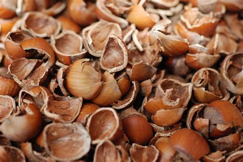 Innovative Uses for Hazelnut Shells: Eco-Friendly Solutions | Premium ...