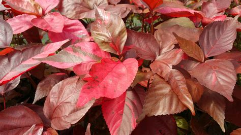 Green Copper Leaf Plant at Jamie Spinelli blog