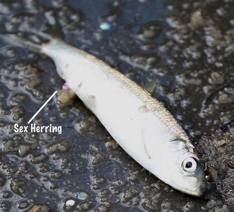 How to fish the annual Herring spawn