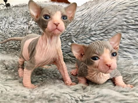 Biggest Bambino Dwelf cat community | Dwelf cat, Elf cat, Cats
