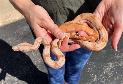 Hog Island Boa Temperament