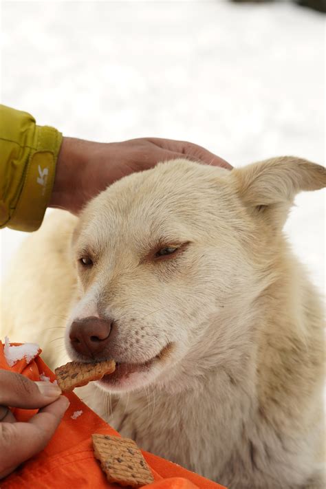 Can Dogs Eat Honeydew Melon? Understanding the Benefits and Risks