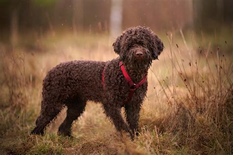 Brown Fluffy Dogs