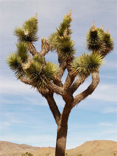 Plants That Grow In Joshua Tree at Howard Vasquez blog
