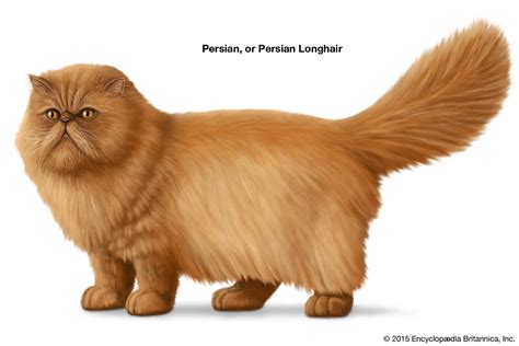 Longhair | Cat, Description, & Facts | Britannica