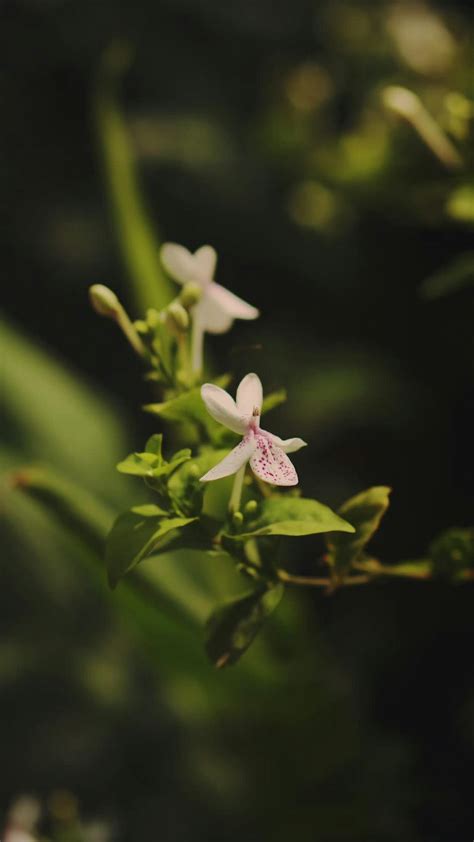 Xx+Hindi+Kunwari+Ladki+Full+Hd+Video Videos, Download The BEST Free 4k Stock Video Footage & Xx ...