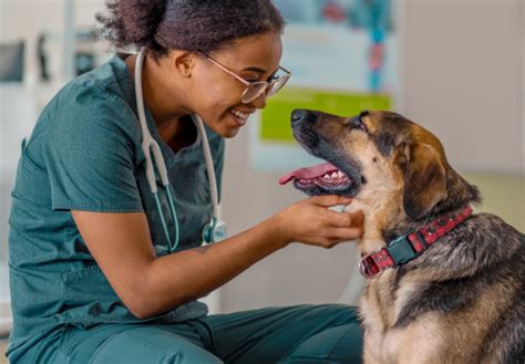 Veterinarian in Hudson Oaks, TX | I-20 Animal Hospital