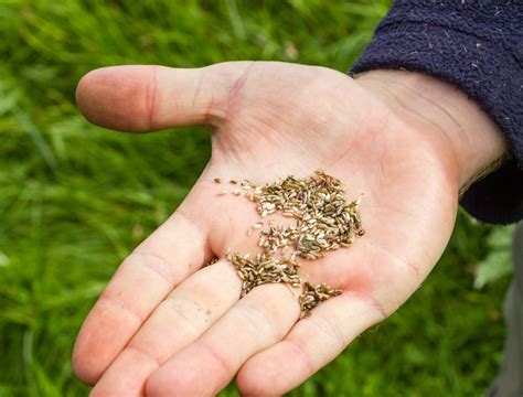 When To Sow Wildflower Seeds - Backyard Boss