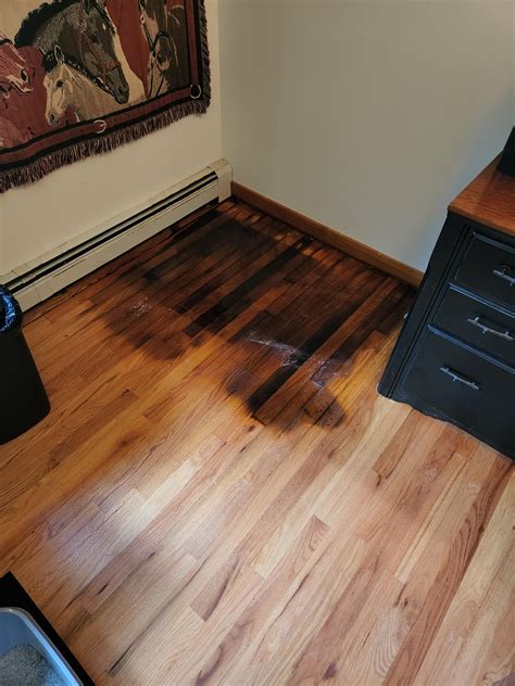 How To Stop Cat From Peeing On Hardwood Floor at Aaron Copeley blog
