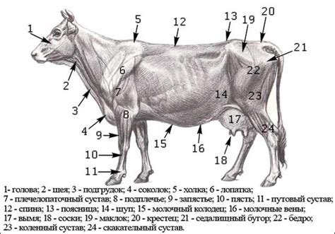 Анатомия коровы, строение коровы, как выглядит корова (фото)
