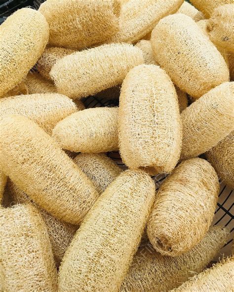 Vietnam Whole Dried Loofah For Kitchen Clean / Luffa Pad Sponge For Dish Washing - Buy Loofah ...