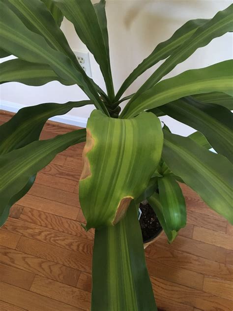 Corn Plant Dracaena Leaf