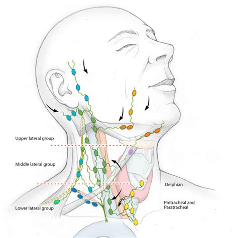 Pediatric Neck Masses - John E. McClay, MD