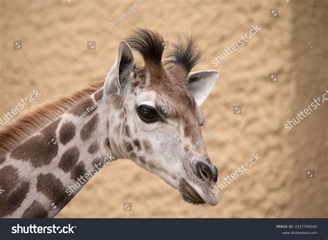 356 Giraffe Short Neck Images, Stock Photos & Vectors | Shutterstock