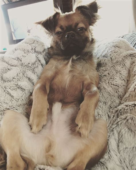 Chug Life - Long Haired Chihuahua/Pug Mix Balumarguerite